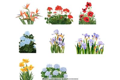 花卉 自然界的诗与画