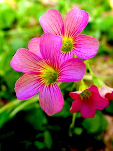 精工与芳华 当机械设备邂逅花卉特写