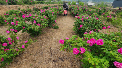 玫瑰谷夜宿记 智能家电点亮浪漫之夜