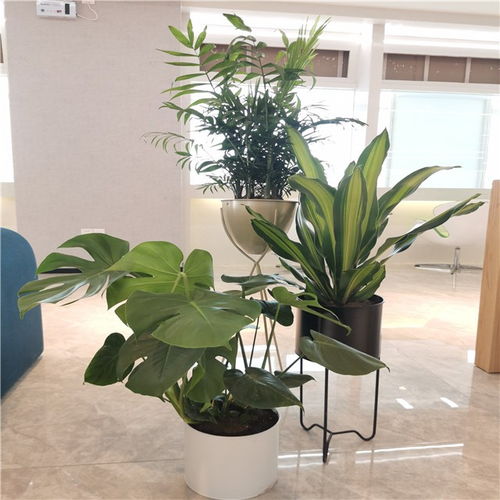 绿色生产力 天津机械设备企业的绿植租摆之道