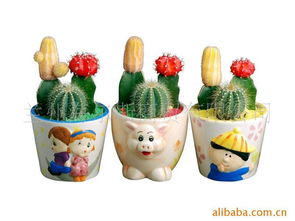 兰州海尔斯商贸其他花卉产品列表