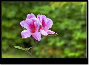 花卉杂拍与家用电器的和谐共融