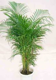 走进花卉世界网 探访广东省中山市华彩园艺产品与机械设备展示