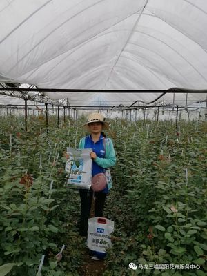 碱钾66 引领花卉营养新纪元的高性能碱性超高钾产品