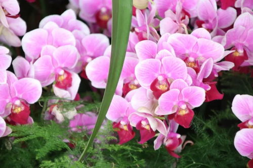 元旦祝福 自带喜气的绿植花卉，伴您走进2019