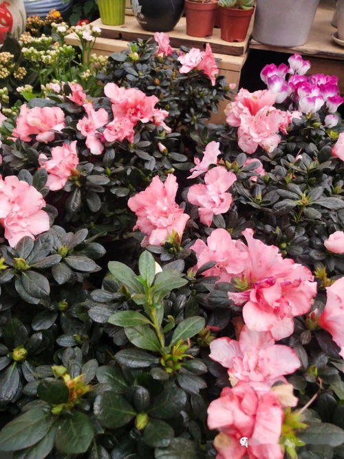 花语与机械交响曲——探访现代花卉市场的科技魅力